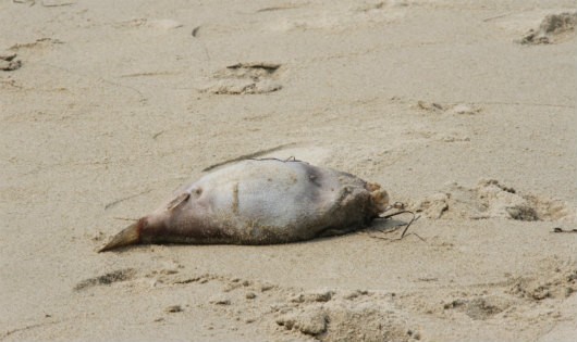 Hình ảnh cá chết trôi dạt vào bờ ở Đà Nẵng sáng 27/4.