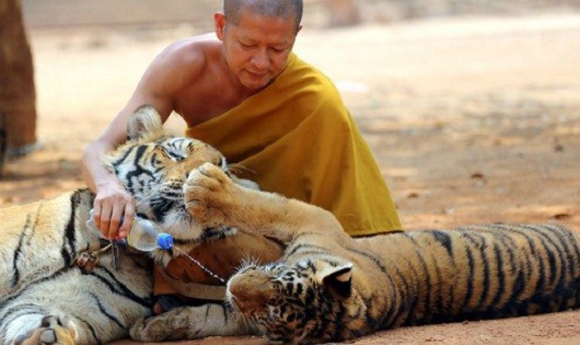 Một nhà sư chăm sóc hổ tại ngôi đền ở tỉnh Kanchanaburi. Đền sau đó bị cơ quan chức năng lục soát. Ảnh: AP