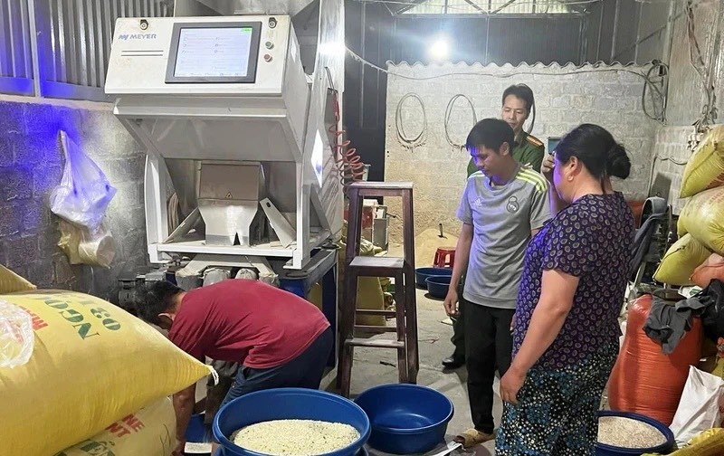 Xử phạt cơ sở sử dụng bột lá dứa làm giả gạo Séng Cù xanh tại Lào Cai