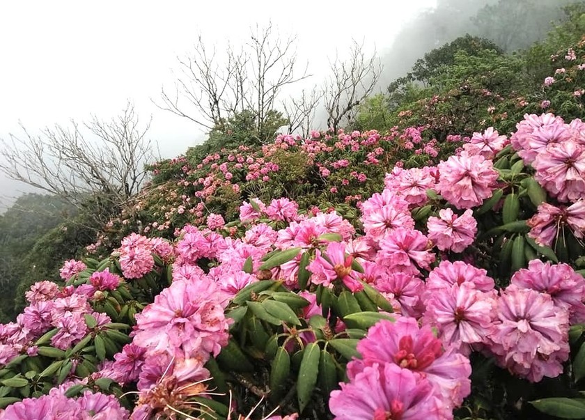 Rực sắc hoa đỗ quyên trên đỉnh Pu Ta Leng