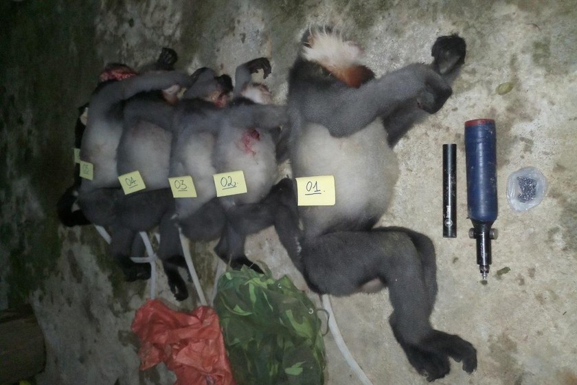 Năm con voọc thuộc nhóm nguy cấp, cực kỳ quý hiếm bị giết hại tại xã Ba Trang, huyện Ba Tơ, tỉnh Quảng Ngãi
