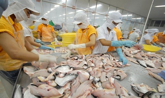 Sụt giảm giá trị xuất khẩu cá tra tại Mỹ, EU