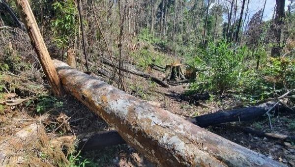 Phá rừng đang là vấn đề nhức nhối tại Lâm Đồng.