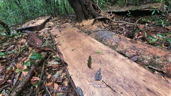 Hiện trường một vụ khai thác gỗ rừng trái pháp luật ở Lâm Đồng. Ảnh: KL.