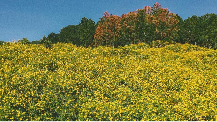 Núi rừng Tây Nguyên quyến rũ với gam màu đặc trưng của hoa dã quỳ.