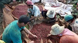 Khan hiếm lao động trong mùa thu hoạch cà phê năm nay.
