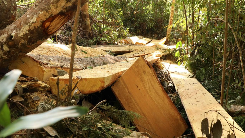 Hiện trường một vụ phá rừng tại xã Đạ Đờn, huyện Lâm Hà.