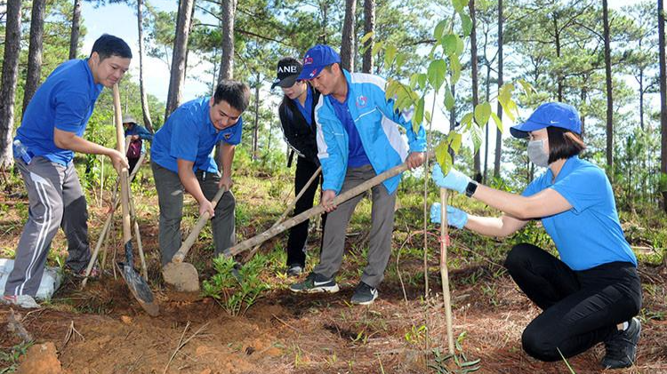 Lâm Đồng sẽ trồng 50 triệu cây xanh trong giai đoạn 2021-2025.