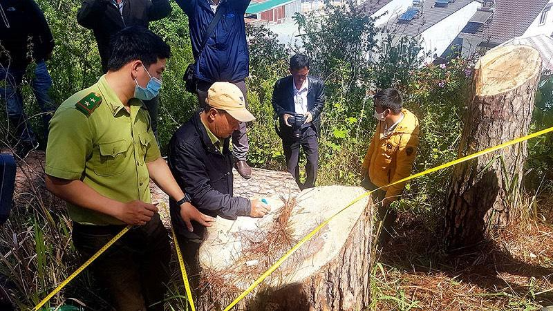 Lâm Đồng kiểm tra xử lý hàng trăm dự án vì để xảy ra vi phạm về rừng.