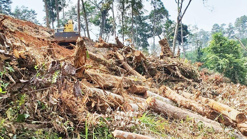 Nhiều vụ phá rừng nổi cộm diễn ra trên địa bàn Lâm Đồng thời gian qua.