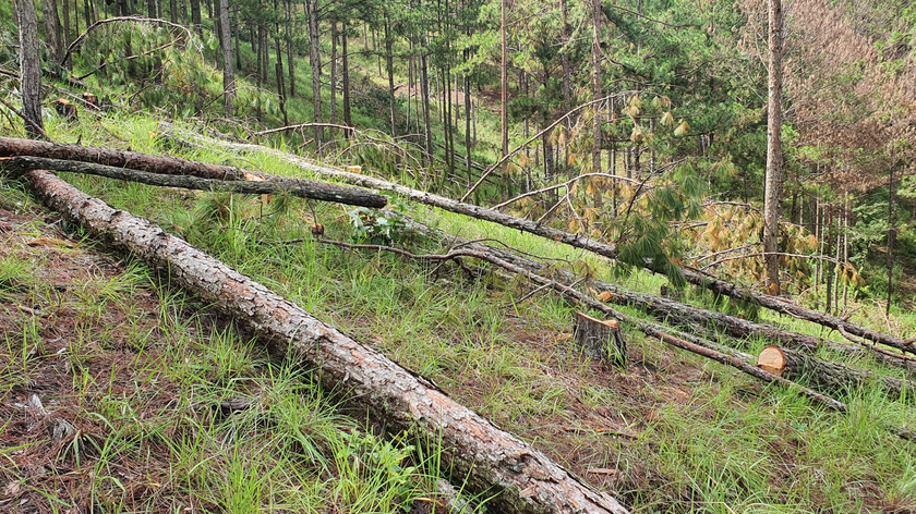 Hiện trường vụ rừng thông bị cưa hạ.