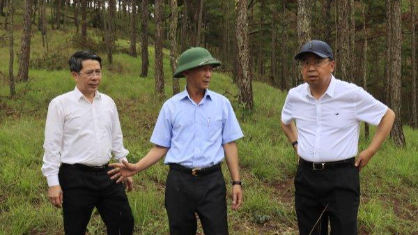 Chủ tịch UBND tỉnh Lâm Đồng Trần Văn Hiệp (giữa) kiểm tra hiện trường vụ phá rừng.
