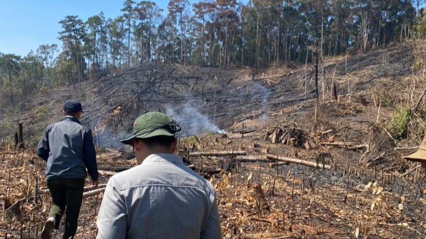 Lực lượng chức năng kiểm tra hiện trường một vụ phá rừng ở Đam Rông.