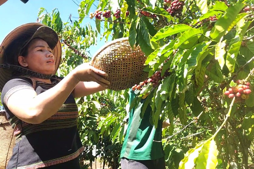 Nông dân Lâm Đồng thu hoạch cà phê.