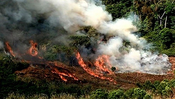 Thời tiết nắng nóng kéo dài, cẩn thận khi đốt thực bì, củi lửa trong rừng (Ảnh minh họa)
