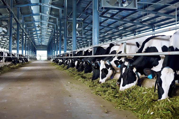 Vinamilk đưa vào hoạt động trang trại bò sữa Hà Tĩnh đạt chuẩn quốc tế