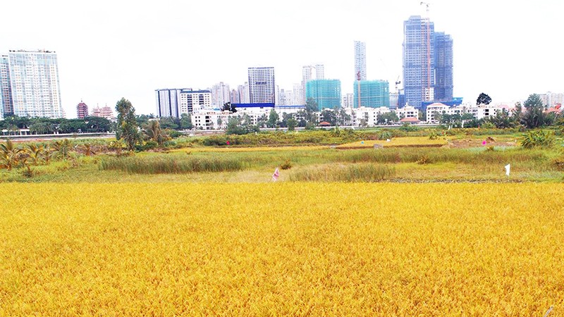Một khu vực trồng lúa trong lòng đô thị TP HCM
