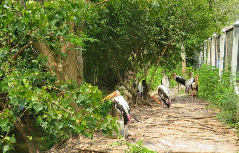 Vườn chim Bạc Liêu hiện có hơn 100 loài chim với hơn 60 ngàn cá thể, nổi tiếng ở ĐBSCL.