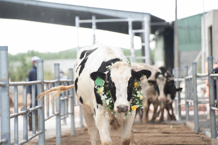Tất cả bò của Trang trại Bò sữa NutiMilk đều được áp dụng phương pháp chăm sóc cho ăn bằng thảo dược, bao gồm 3.300 con bò nhập từ Mỹ về hồi đầu tháng 11