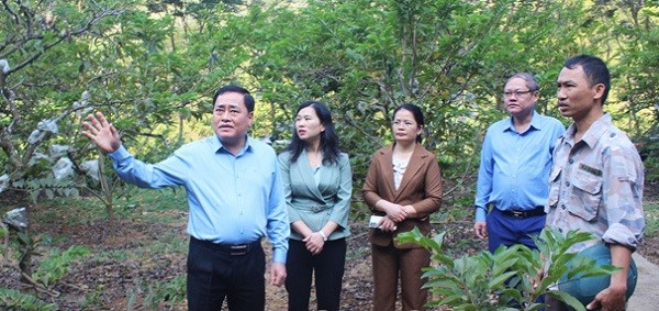 Chủ tịch UBND tỉnh Lạng Sơn Hồ Tiến Thiệu cùng lãnh đạo huyện Chi Lăng kiểm tra mô hình trồng na.