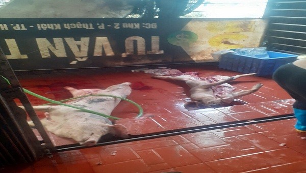 Lợn thịt đã chết bốc mùi hôi thối tại cơ sở giết mổ