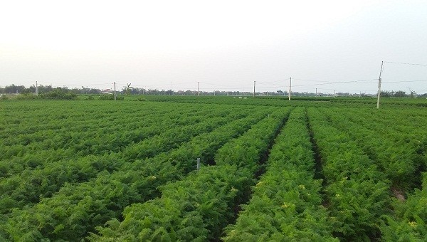 "Thủ phủ" cà rốt Cẩm Văn  - Đức Chính còn vài chục ngàn tấn cà rốt đang đến kỳ thu hoạch.