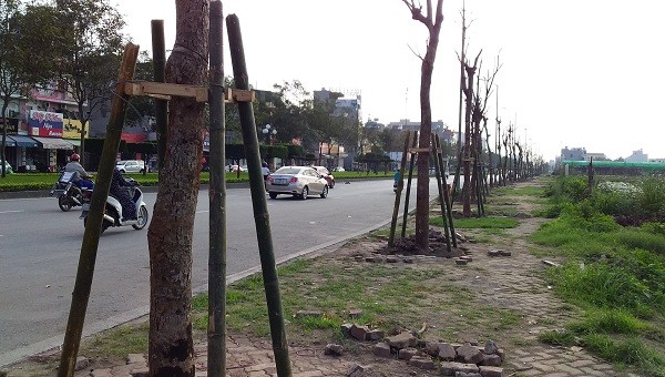 Hàng cây mới đã được trồng  thẳng tắp trên đường Trường Chinh (TP Hải Dương)