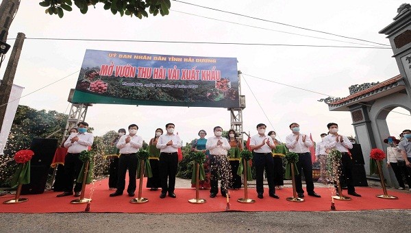 Các đại biểu cắt băng mở cửa vườn hái vải xuất khẩu vải tại xã Thanh Quang.
