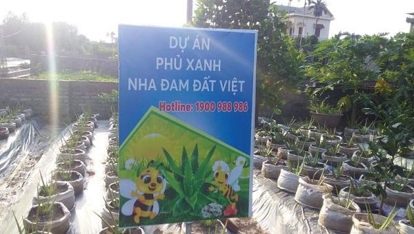 Một hộ dân ở xã Hồng Phong (huyện Nam Sách) đã trồng hơn 500 cây nha đam theo theo dự án "phủ xanh nha đam đất Việt" của Công ty Biobee - Việt Pháp.