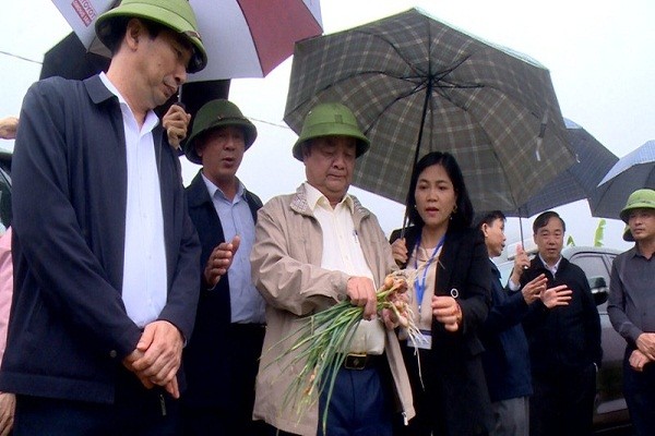 Bộ trưởng Nông nghiệp và Phát triển nông thôn Lê Minh Hoan thăm vùng sản xuất hành, tỏi VietGAP ở xã Bạch Đằng (thị xã Kinh Môn) gần đây. 