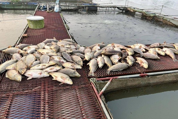 Cá chết hàng loạt khiến các hộ nuôi thiệt hại lớn