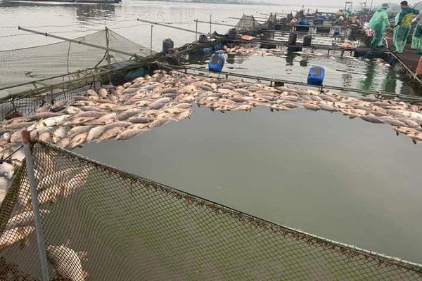 Những lồng cá bị thiệt hại tập trung nhiều ở xã Tiền Tiến và phường Nam Đồng (TP Hải Dương).