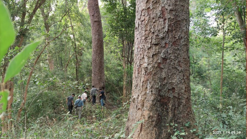 Chiêm ngưỡng hàng ngàn cây Lim xanh ở rừng Sông Móng – Capét