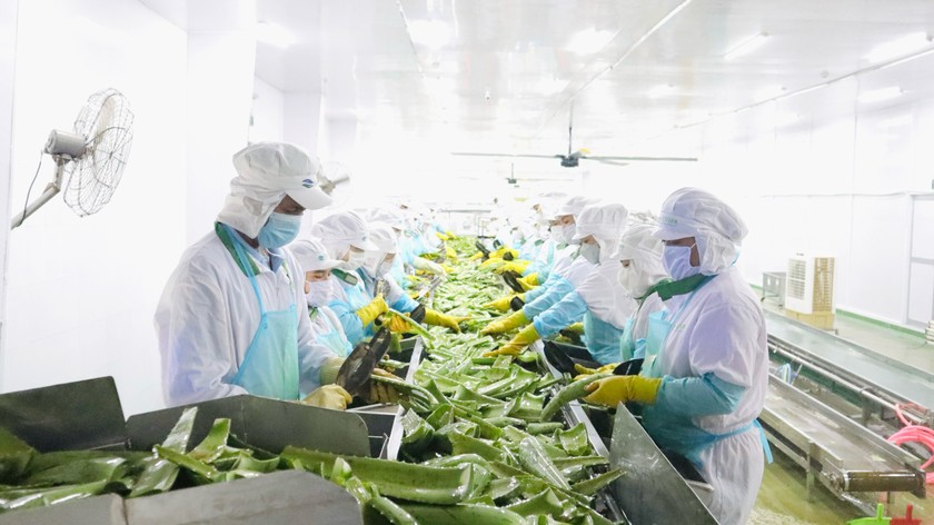 Viet Farm - Nhà máy sản xuất nha đam lớn nhất Việt Nam và là “lá cờ đầu” của GC food