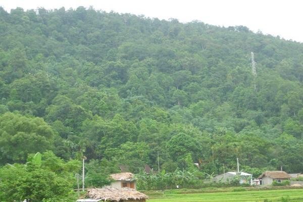 Một cánh rừng ở huyện Vị Xuyên, Hà Giang. Ảnh: MH