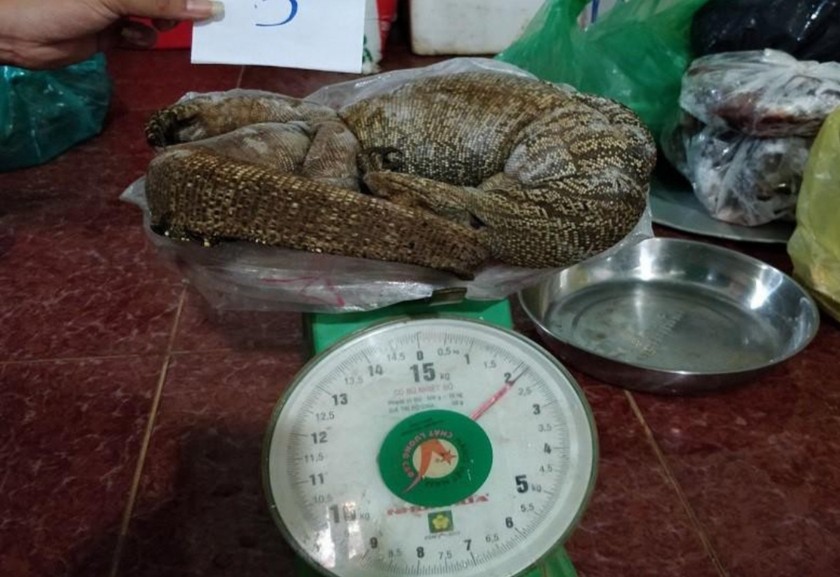 Kiểm tra tang vật trong vụ mua bán động vật hoang dã, quý hiếm ở Đắk Nông.