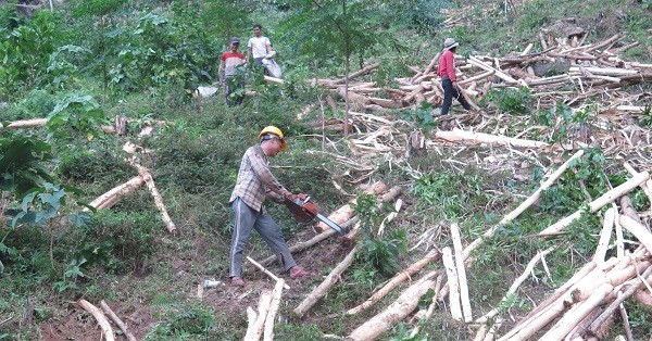 Đề nghị doanh nghiệp mua gỗ keo ngã đổ do ảnh hưởng bão giúp người dân