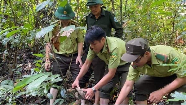 Thả 5 cá thể rùa núi viền quý hiếm về lại rừng tự nhiên thuộc Vườn quốc gia Sông Thanh.