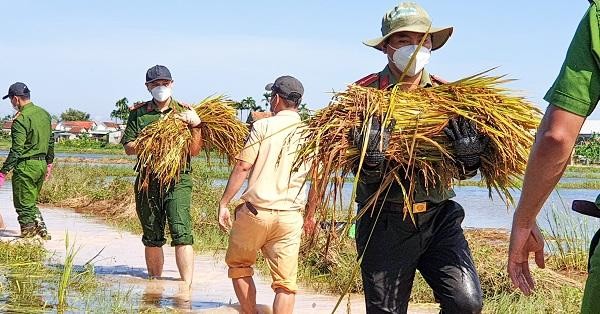Lực lượng Công an Quảng Ngãi giặt lúa giúp người dân để tránh bị ngập úng.