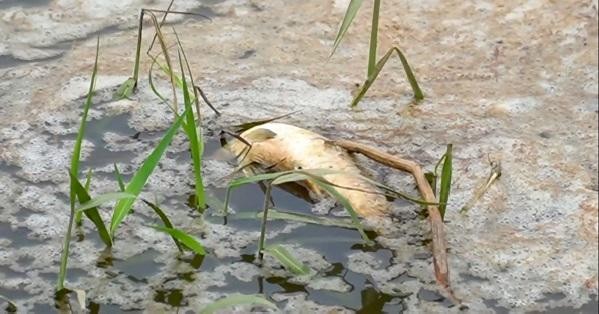Cá chết hàng loạt bốc mùi trên sông Hầm Giang thuộc xã Tịnh Thiện, thành phố Quảng Ngãi.