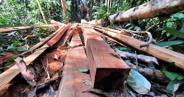 Nhiều cây gỗ bị cưa thành từng phách còn lại trong rừng phòng hộ Trà Bui. 