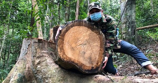 Hàng loạt cây gỗ lớn bị cưa hạ trong rừng phòng hộ xã Sơn Long.