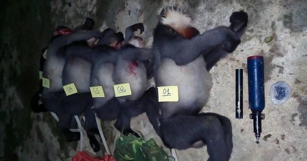 5 cá thể Vọoc Chà vá chân xám bị bắn chết.