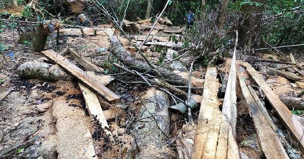 Hàng loạt cây gỗ lớn bị cưa hạ không thương tiếc trong rừng phòng hộ đầu nguồn xã Sơn Long.