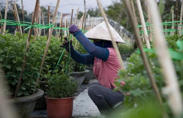 Đà Nẵng: Trăn trở đầu ra vụ hoa “Tết”
