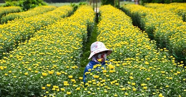Ngập sắc vàng tại các vườn hoa cúc ở huyện Tư Nghĩa, tỉnh Quảng Ngãi.