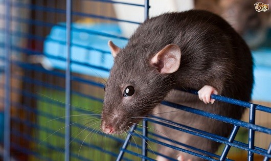 Mẹo tống khứ lũ chuột đáng ghét ra khỏi nhà