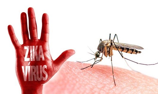 Xét nghiệm tìm cá thể muỗi nhiễm vi rút Zika tại Hà Nội
