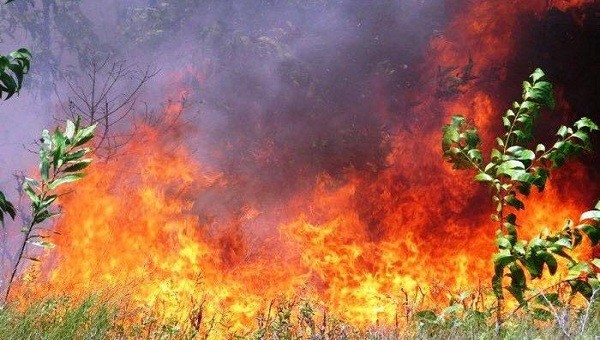 Hơn 20ha rừng cây lâm nghiệp tại khu vực Bàu Co, xã Phong Hiền (Phong Điền, Thừa Thiên Huế) bốc cháy dữ dội. Ảnh: C.H