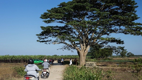 Số lượng người đổ về "cây cô đơn" tại huyện Quảng Điền, tỉnh Thừa Thiên Huế những ngày qua để check in rất đông.